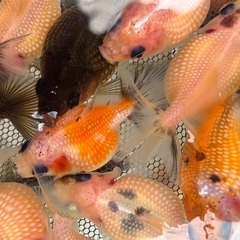 ピンポンパール・金魚