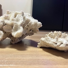 サンゴ