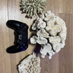 サンゴの画像
