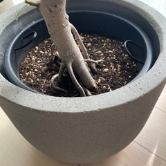 観葉植物　フィカスアルテシーマ　ゴムの木の画像