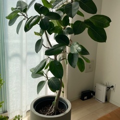 観葉植物　フィカスアルテシーマ　ゴムの木の画像