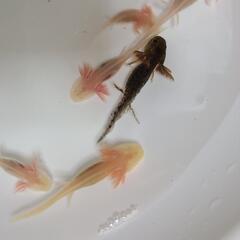 ウーパールーパー