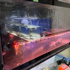 アクリル水槽中古