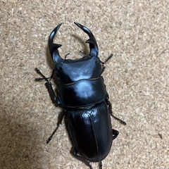 オオクワガタ♂能勢YG血統
