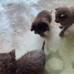 生後1ヶ月未満の黒猫