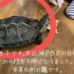 クサガメが行方不明