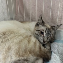 シャムMIXえのきくん🐱