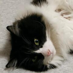 急遽、里親さんを探しています。ぬ − 東京都