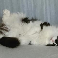 急遽、里親さんを探しています。ぬ - 猫