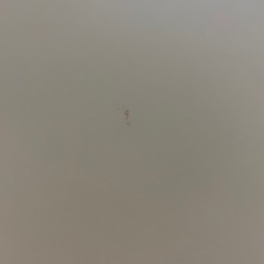 プレイマットの画像