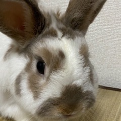 ミニウサギ♂の里親募集です。