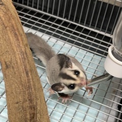 フクロモモンガ