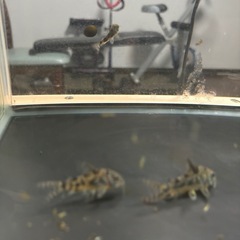 フルゴールドグッピーリボンの画像