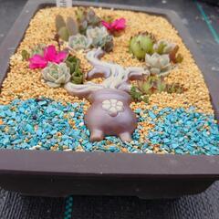 多肉植物(多肉サンプル付き)盆栽鉢の画像