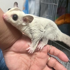 フクロモモンガの販売してます。