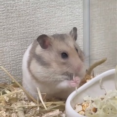 ぽんちゃんハムスター
