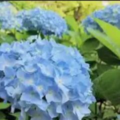 バリアフリーで紫陽花を楽しめるスポット
