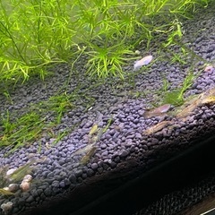 ミナミヌマエビ10匹