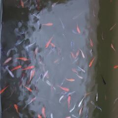 ミックスメダカ 10匹　の画像