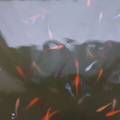 ミックスメダカ 10匹　の画像