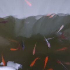 ミックスメダカ 10匹　の画像