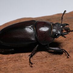 ノコギリクワガタ ♀ 未交尾 後食済み ①