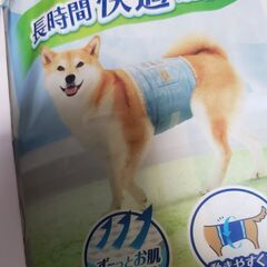 わんちゃんのおむつ🐶13枚です🐶の画像