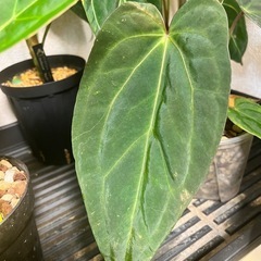 観葉植物　アンスリウム　BVEP(ブラックベルベットイースタンパナマ)
