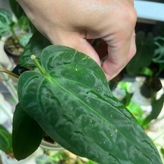 観葉植物　アンスリウム　AOS(エースオブスペード)