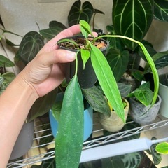 (お話し中)観葉植物　アンスリウム　ウェンドリンゲリ