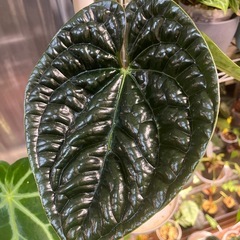 観葉植物　アンスリウム　ルクスリアンス