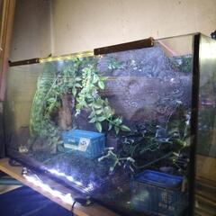 熱帯魚水草レイアウト完成品の画像