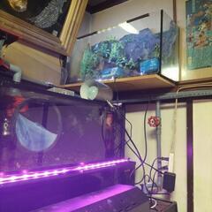 熱帯魚水草レイアウト完成品