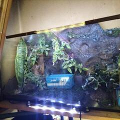 熱帯魚水草レイアウト完成品の画像