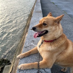 琉球犬ミックス