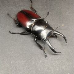 【予約済み.10】【赤ドンキpair】ドンキエルコクワガタ原名亜種/Dorcus donckieri donckieriの画像