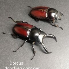【予約済み.10】【赤ドンキpair】ドンキエルコクワガタ原名亜種/Dorcus donckieri donckieriの画像
