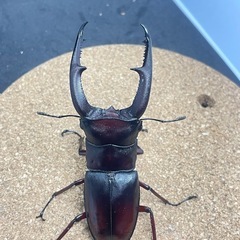クワガタ　マンディブラリスフタマタ　幼虫　