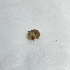 クワガタ　マンディブラリスフタマタ　幼虫　の画像
