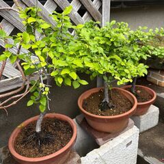 盆栽あげます