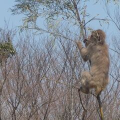 モンチー初心者テニスメンバー募集学生不可