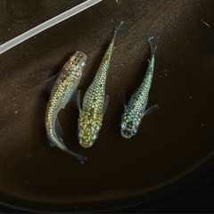 メダカ　サボテンの卵　有精卵　25個　めだか