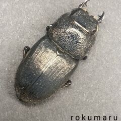 ◎【即ブリ】ﾌﾟﾝｸﾃｨﾍﾟﾝﾆｽﾈﾌﾞﾄｸﾜｶﾞﾀpair/Aegus punctipennis  ♂40㎜♀23.5㎜の画像
