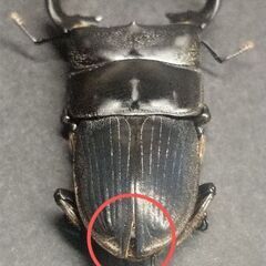 ◎【即ブリ】ﾌﾟﾝｸﾃｨﾍﾟﾝﾆｽﾈﾌﾞﾄｸﾜｶﾞﾀpair/Aegus punctipennis  ♂40㎜♀23.5㎜の画像