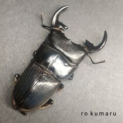 ◎【即ブリ】ﾌﾟﾝｸﾃｨﾍﾟﾝﾆｽﾈﾌﾞﾄｸﾜｶﾞﾀpair/Aegus punctipennis  ♂40㎜♀23.5㎜の画像