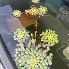 ウォーターダイヤの画像