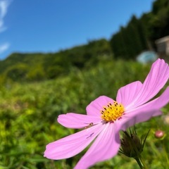田植え体験参加者募集