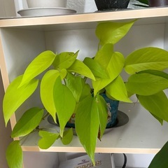観葉植物
