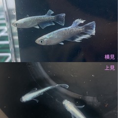 6/16めだか無人販売　まるこうメダカ - その他