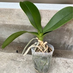 大輪胡蝶蘭 白黄